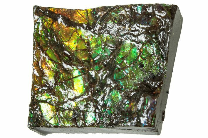 Iridescent Ammolite (Fossil Ammonite Shell) - Alberta #311341